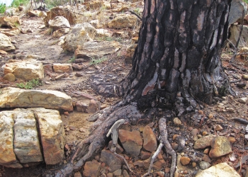 Glöd från en mindre skogsrband hade trängt djupt ner i rotsystemen och jorden, där den sedan tog fart när det började blåsa.
BILD: CTIF