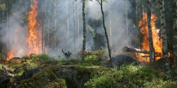 De viktigaste åtgärderna för att minska antalet skogsbränder i framtiden handlar om att på olika sätt återskapa mer varierade miljöer i både skog och mark.