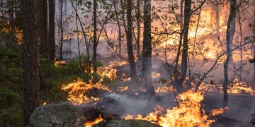 Ny studie: Skogsbränder i Sverige släpper ut mer kol än beräknat – särskilt från torv och organiska jordar under marken.