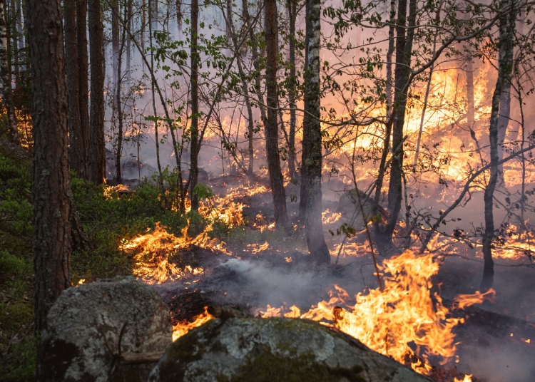 Ny studie: Skogsbränder i Sverige släpper ut mer kol än beräknat – särskilt från torv och organiska jordar under marken.